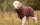 Fit4Dogs - Hundebademantel dryup cape Braun