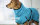 Fit4Dogs - Hundebademantel dryup cape Cyan