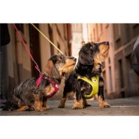 Curli – Vest Hundegeschirr Clasp Air-Mesh