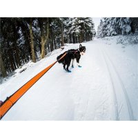 Non-stop Dogwear - Bungee Leash 2.0