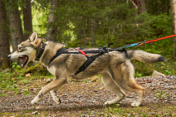 Non-stop Dogwear - Freemotion Zughundegeschirr