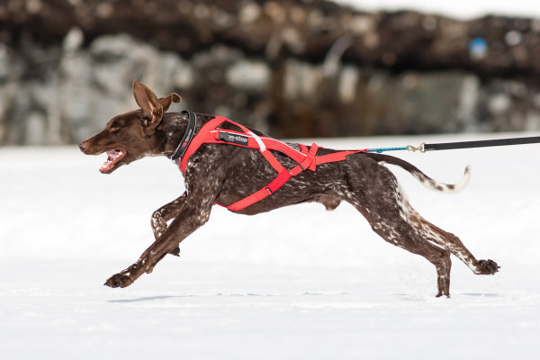 Non-stop Dogwear - Combined Harness Zuggeschirr