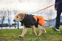 Non-stop Dogwear - Glacier Dog Jacket 2.0