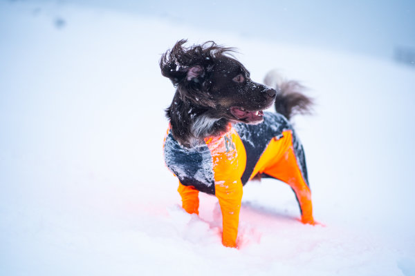 Non-stop Dogwear - Protector Snow Ganzkörper-Schneeanzug