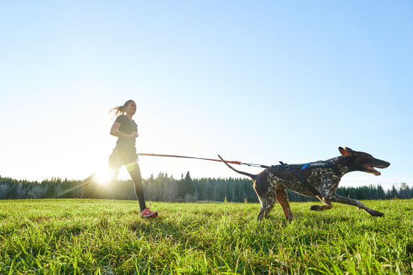 Non-stop Dogwear - Bungee Leash